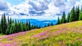 Hiking through alpine meadows covered in pink fireweed wildflowers in the high alpine Royalty Free Stock Photo