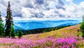 Hiking through alpine meadows covered in pink fireweed wildflowers in the high alpine Royalty Free Stock Photo