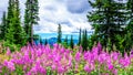 Hiking through alpine meadows covered in pink fireweed wildflowers in the high alpine Royalty Free Stock Photo