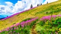 Hiking through alpine meadows covered in pink fireweed wildflowers in the high alpine Royalty Free Stock Photo