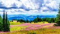 Hiking through alpine meadows covered in pink fireweed wildflowers in the high alpine Royalty Free Stock Photo