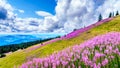 Hiking through alpine meadows covered in pink fireweed wildflowers in the high alpine