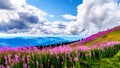 Hiking through alpine meadows covered in pink fireweed wildflowers in the high alpine Royalty Free Stock Photo