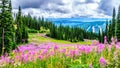 Hiking through alpine meadows covered in pink fireweed wildflowers in the high alpine Royalty Free Stock Photo