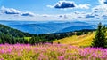 Hiking through alpine meadows covered in pink fireweed wildflowers Royalty Free Stock Photo