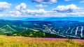 Hiking through alpine meadows covered in pink fireweed wildflowers overlooking Sun Peaks village Royalty Free Stock Photo