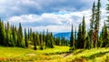 Hiking trails on Tod Mountain near the village of Sun Peaks of British Columbia, Canada