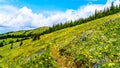 Alpine meadows filled with an abundance of wildflowers in Sun Peaks in British Columbia, Canada Royalty Free Stock Photo