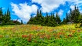 Alpine meadows filled with an abundance of wildflowers in Sun Peaks in British Columbia, Canada Royalty Free Stock Photo