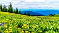 Alpine meadows filled with an abundance of wildflowers in Sun Peaks in British Columbia, Canada Royalty Free Stock Photo