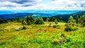 Hiking through Alpine Meadows full of colorful Wildflowers to Tod Mountain Royalty Free Stock Photo