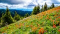 Hiking through Alpine Meadows full of colorful Wildflowers to Tod Mountain Royalty Free Stock Photo