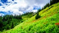 Hiking through Alpine Meadows full of colorful Wildflowers to Tod Mountain Royalty Free Stock Photo