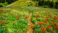 Hiking through Alpine Meadows full of colorful Wildflowers to Tod Mountain Royalty Free Stock Photo