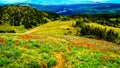 Hiking through Alpine Meadows full of colorful Wildflowers to Tod Mountain Royalty Free Stock Photo
