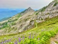 Hiking Amongst Mountains: A Trail with Vibrant Purple Flowers