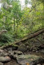 Hiking in beautiful jungle in Manembo Nembo nature reserve, Sulawesi, Indonesia