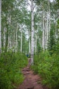 hiking in a birch tree forest along a path Royalty Free Stock Photo