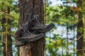 Hiking boots hanging on a tree in the forest