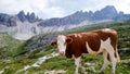 Hiking with a cow Royalty Free Stock Photo