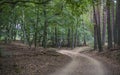 Hiking in the darss primeval forest