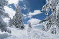 Hiking deep in the Snow Covered Pine Forests