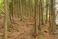 Hiking in deep woods of Door County WI