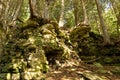 Hiking in deep woods of Door County WI - trees growing on rock outcrop