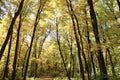 Golden Autumn Woodlands