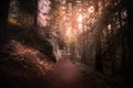 Hiking a dirt trail in the forest