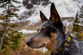 Hiking Blue Heeler Dog Royalty Free Stock Photo