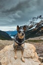 Hiking Blue Heeler Dog Royalty Free Stock Photo