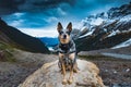 Hiking Blue Heeler Dog Royalty Free Stock Photo