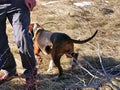 Hiking dog Royalty Free Stock Photo