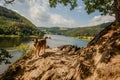 Hiking dog at the Rursee in the Eifel National Park Germany