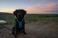 Hiking Dog at Sunset Royalty Free Stock Photo