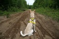 Dog Hiking, Canine Sports Wilderness Outdoor Expedition in Forest of Canada. North America Nature, Path in the Woods Royalty Free Stock Photo