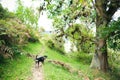 Hiking dogs in the Combeima canon