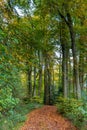 Hiking through the Dutch forest in uatumn colors