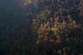 Forest from above Royalty Free Stock Photo