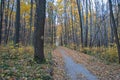 Hiking path in the autumn foliar forest