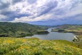 Wildflowers above Lucky Peak Reservoir near Boise, Idaho