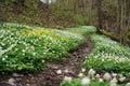 Hiking footpath in spring time trough white wood anemones Royalty Free Stock Photo