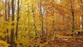 Hiking in a Forest in Algonquin Prov Park Royalty Free Stock Photo