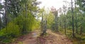 A splitting road around a tree