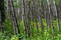 Hiking through the forest on the kinosao lake on a bright sunny day in riding mountain national park, manitoba Royalty Free Stock Photo