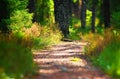 Hiking forest path through thick woods Royalty Free Stock Photo