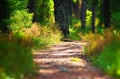 Hiking forest path through thick woods