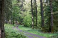 Hiking on a forest path in the Vulkaneifel, Germany