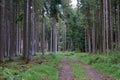 Hiking on a forest path in the Vulkaneifel, Germany